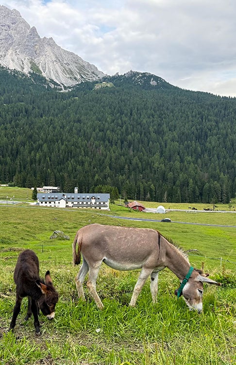 Asini al pascolo sull'alpe.