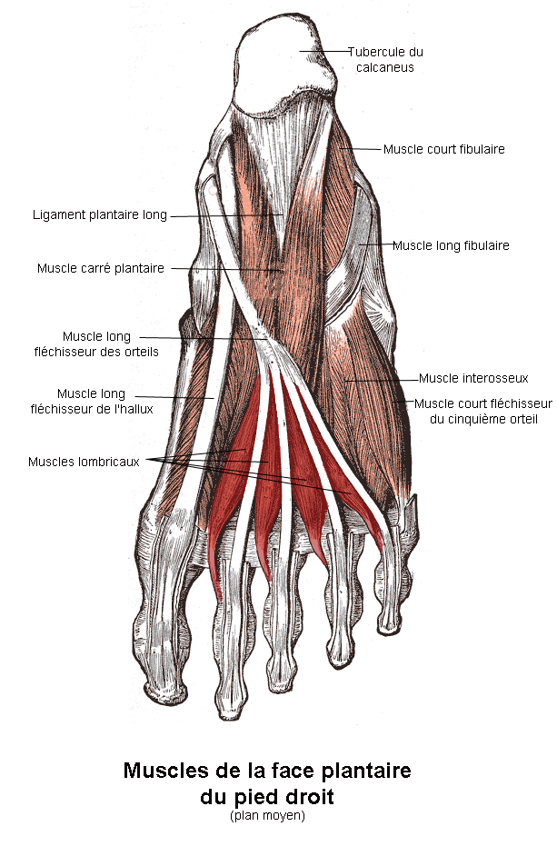 a diagram of the muscles of the foot and foot