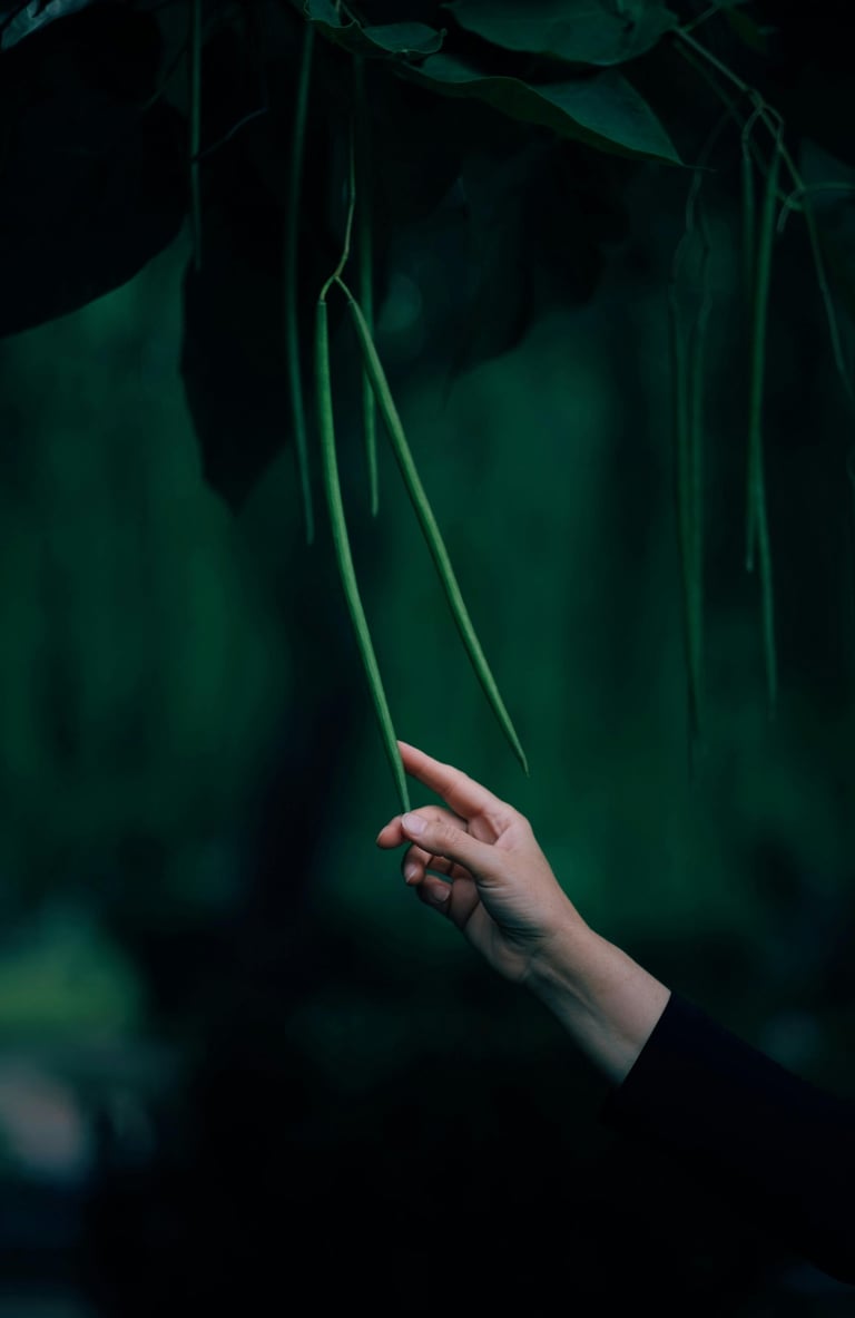 a person holding a flower in their hand