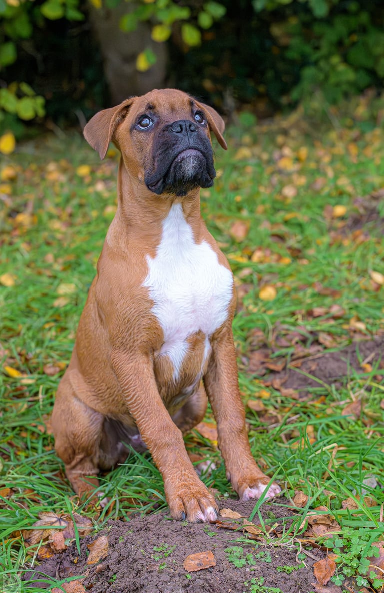 bulledog attendant l'ordre