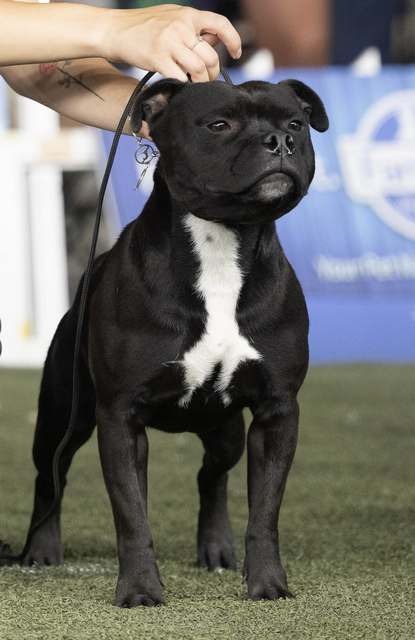 Staffy in Expo
