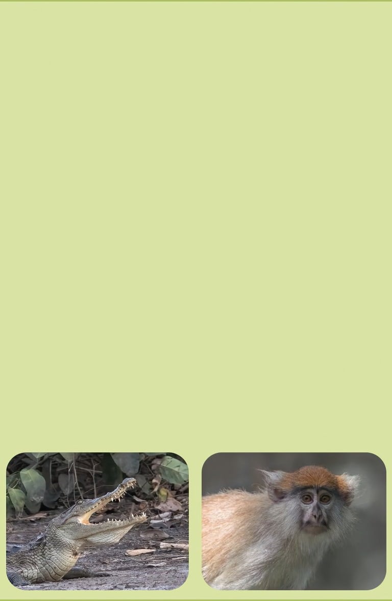 vogelfotografie rondreis gambia en senegal uitgebreide route