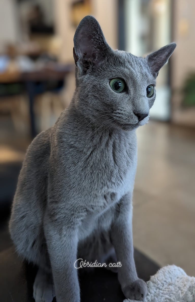 bleu russe chat - russian blue cat-obsidian-cats-france