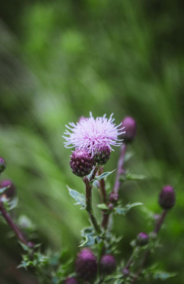 two Canada Thistle weeds one flowering in light pnk