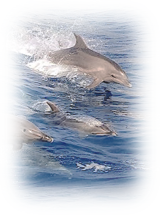 a group of dolphins swimming in the ocean