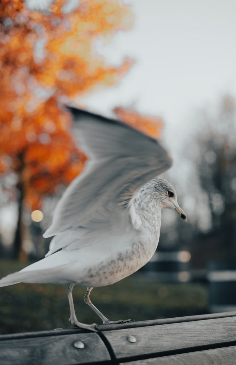 a bird with its wings open and a bird sitting on a bench