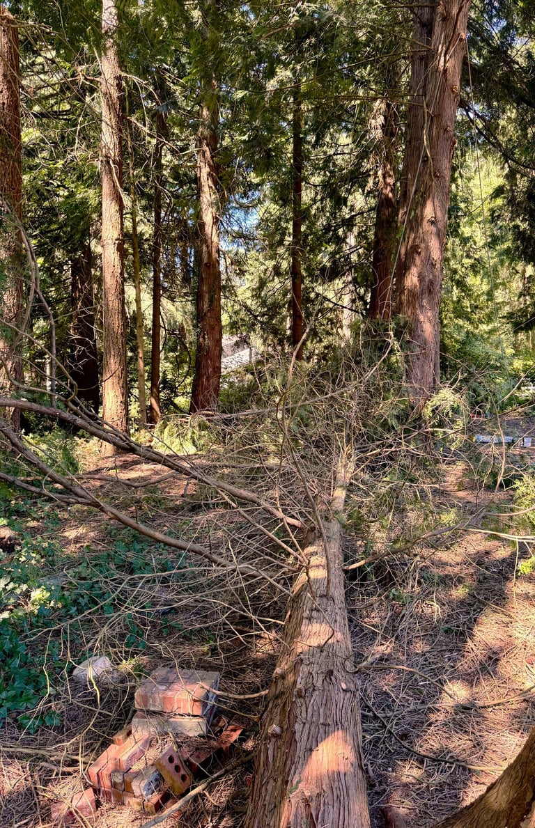 A tree service in Snohomish County felled a tree in a backyard