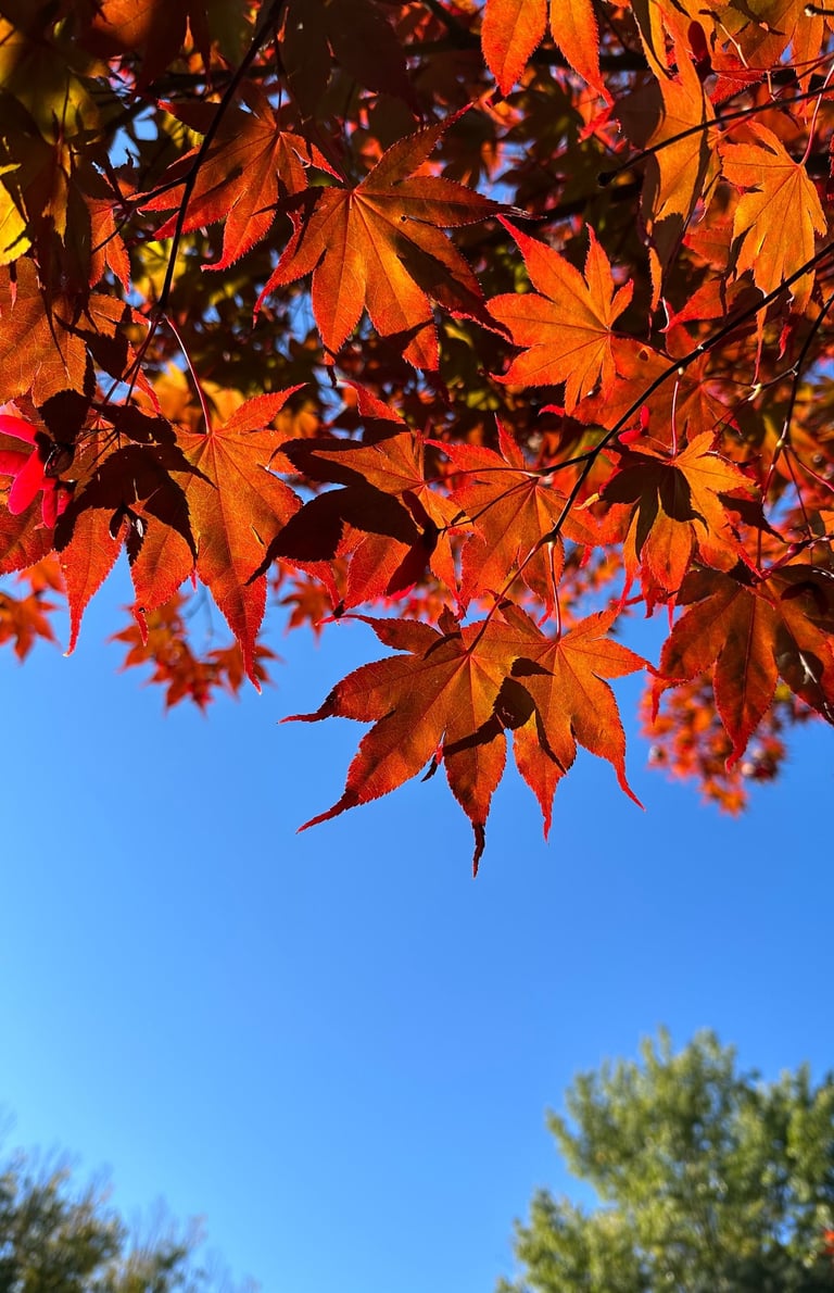 This is a picture of sunlit fall foliage against the blue sky.