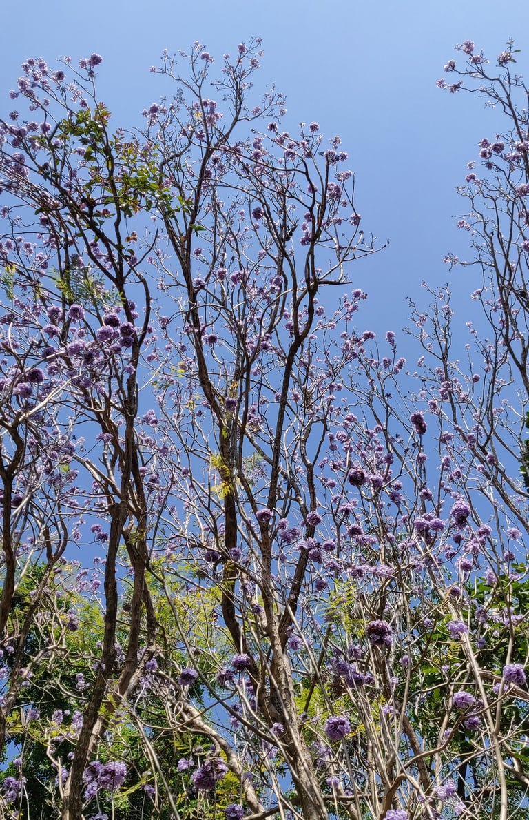 Jacaranda