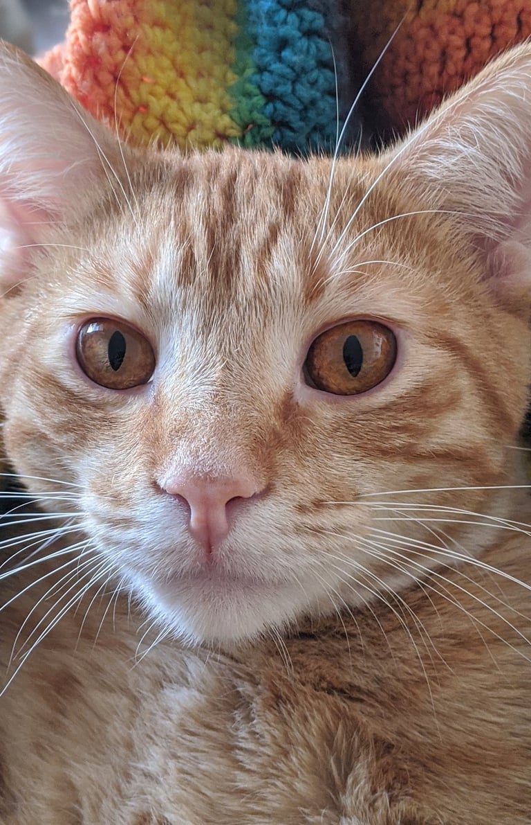 an orange cat looking at the camera on a rainbow colored blanket