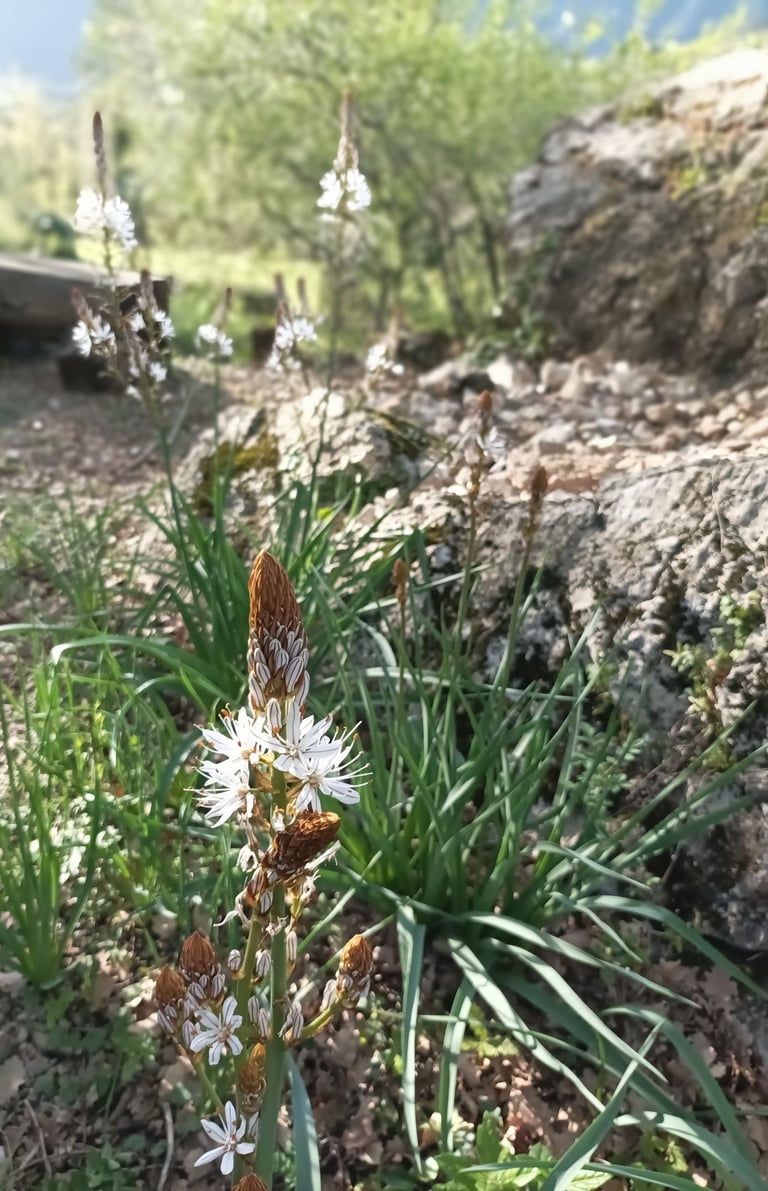 The stately asphodel