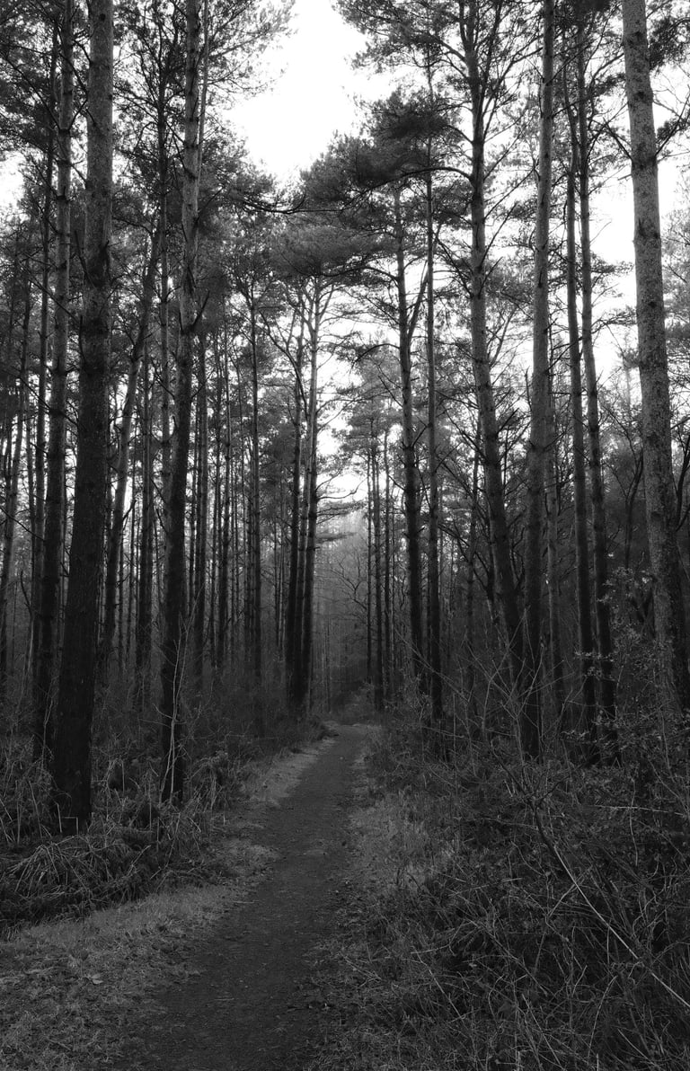 Hillrigg Wood - 500metre Northwest of Armathwaite village