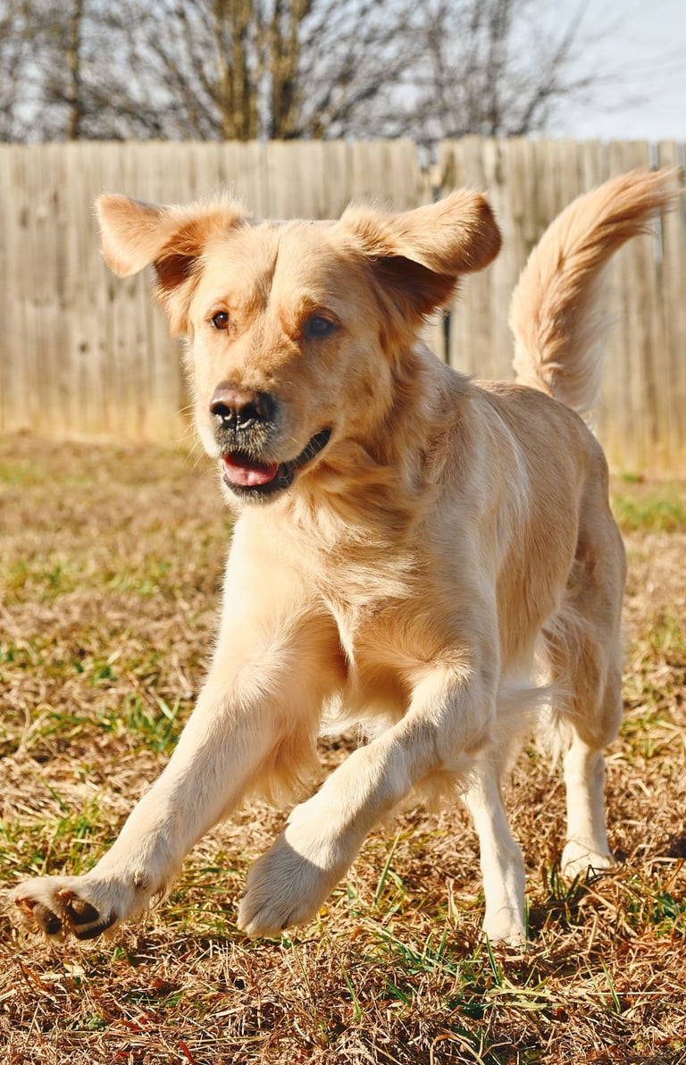 a happy golden retriever running through the grass in a fenced backyard