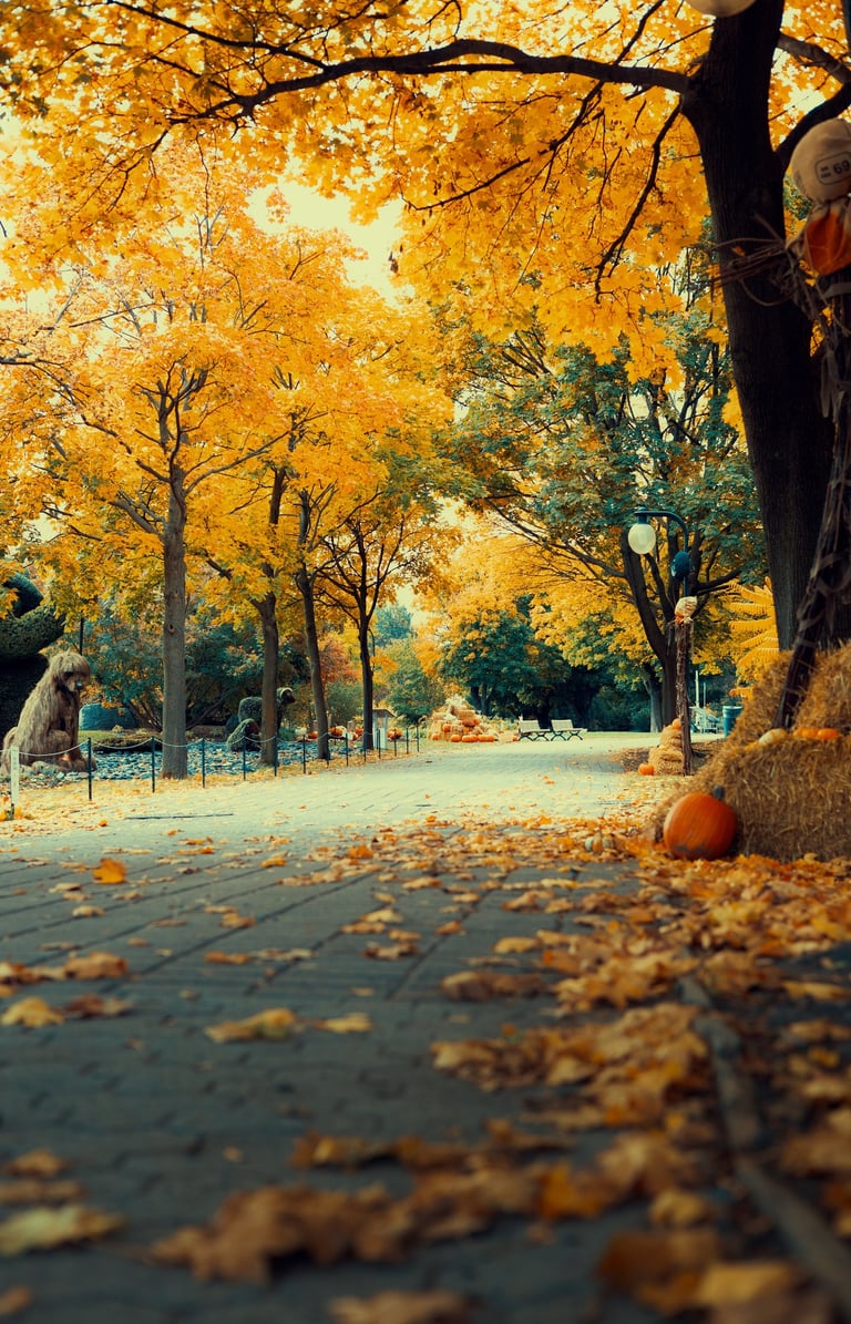 Halloween Montréal Photographie Autumn Fall