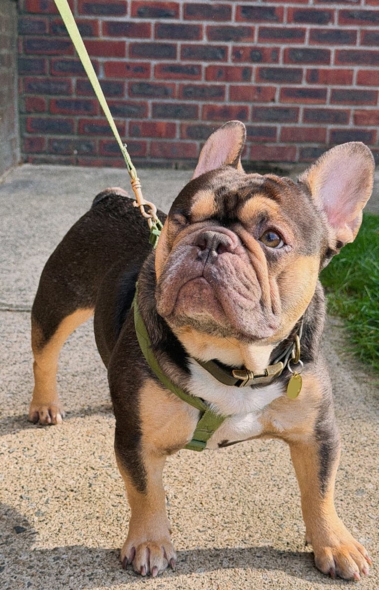 One eyed french bulldog outside on a green leash.