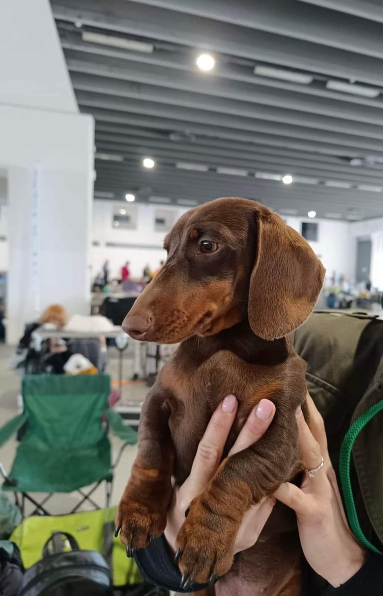 A brown chocolate and tan miniature dachshund puppy being held at a dog show. Ferrara