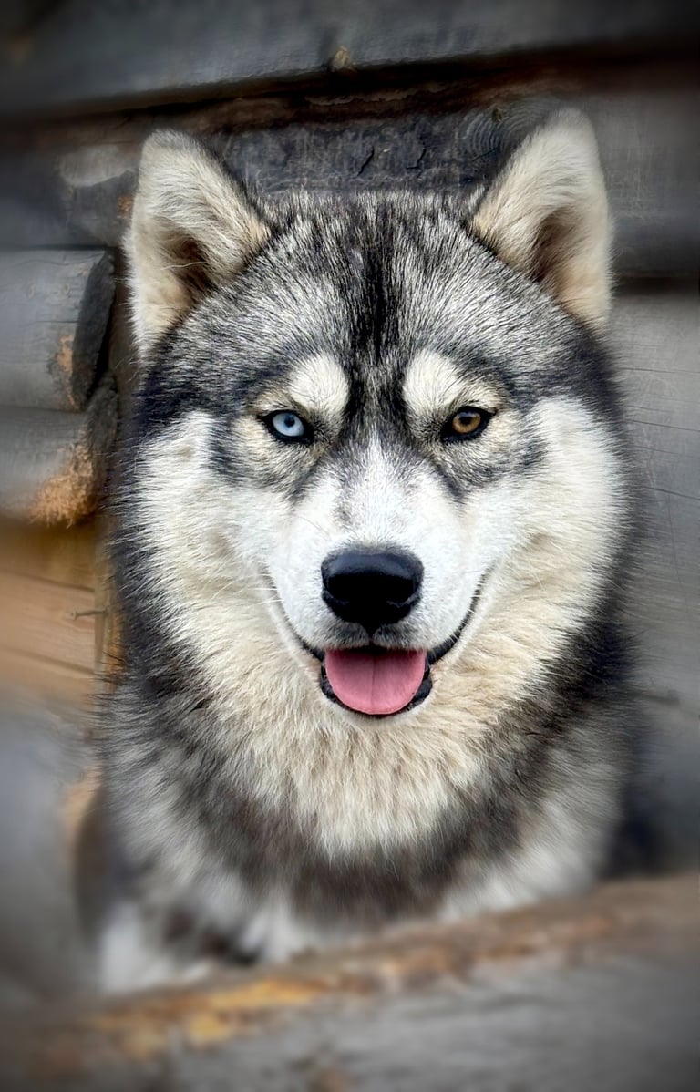Bildhübscher Huskyrüde mit verschiedenfarbigen Augen
