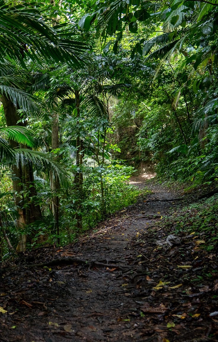Martinique foret photo