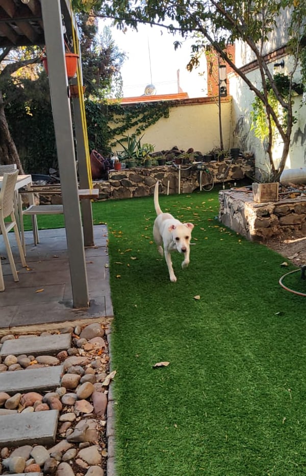 perro caminando en hospedaje
