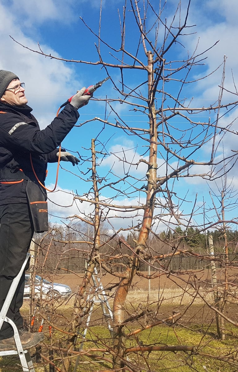 Kalmer Kasvand Tüvekeskne õunapuude lõikamine, rohkem saaki