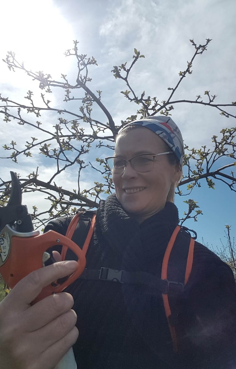 Proffessionaalne suurte kogemustega õunapuude lõikaja