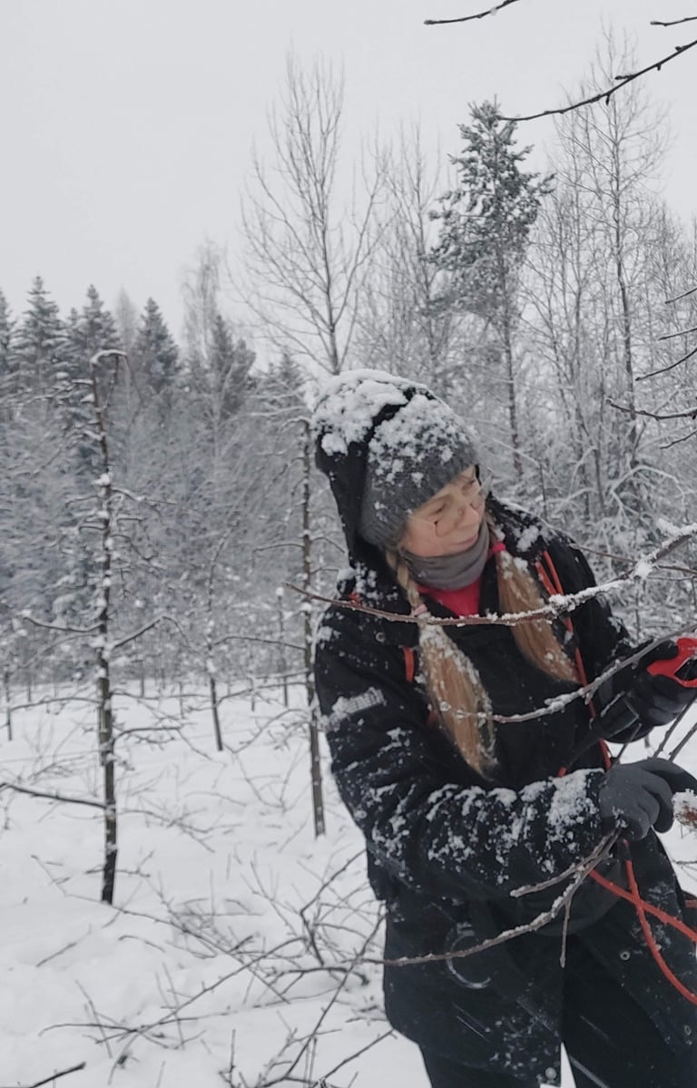 Viljapuude hoolduslõikus algab juba veebruari lõpp-märts. Aednik valib sooja asemel õige ajastuse.