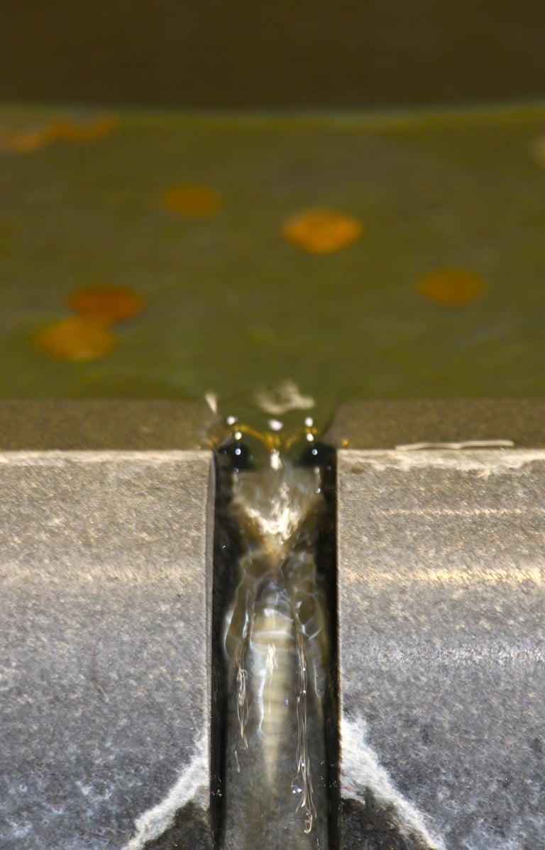 Photo of what looks like a face of a strange creature, perhaps a nymph with bulging eyes.. 