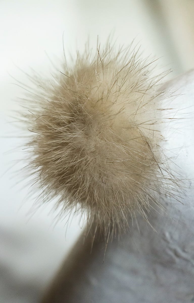 Closeup of a white fur pompon on a blurred background.