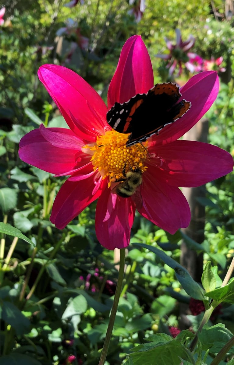 a butterfly and bee on a flower in a garden