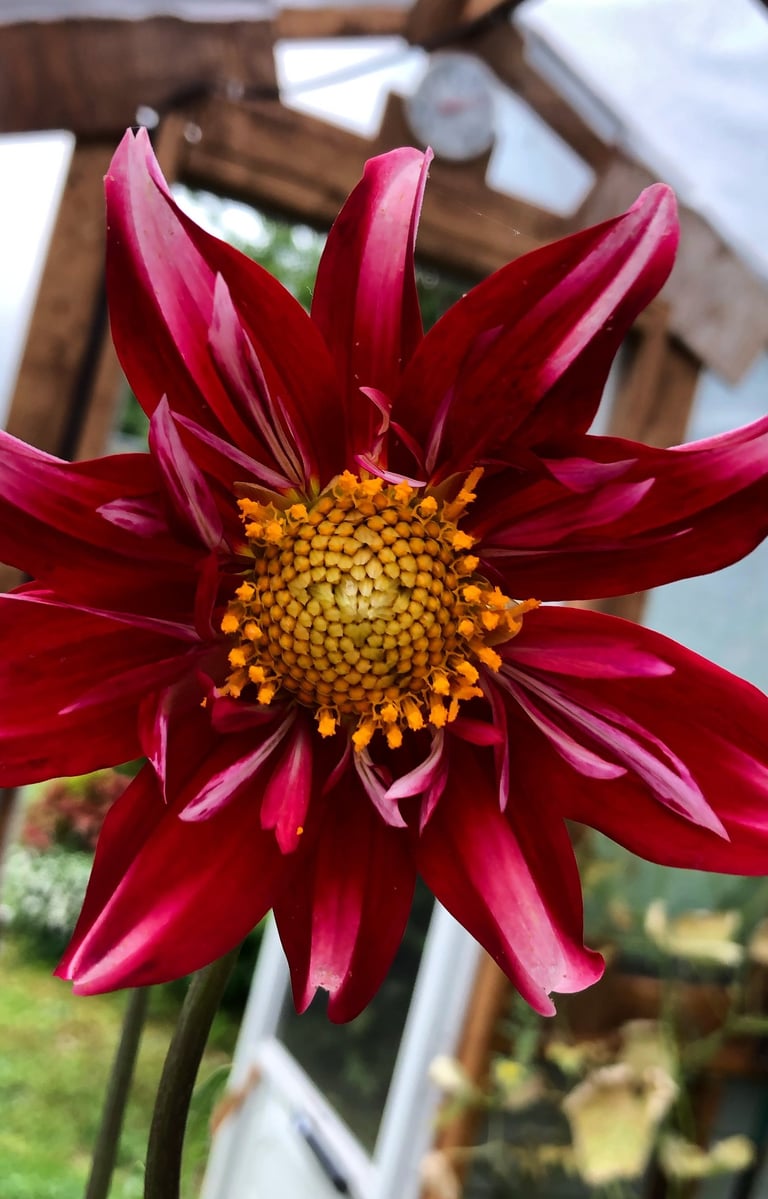 a red flower in a greenhouse