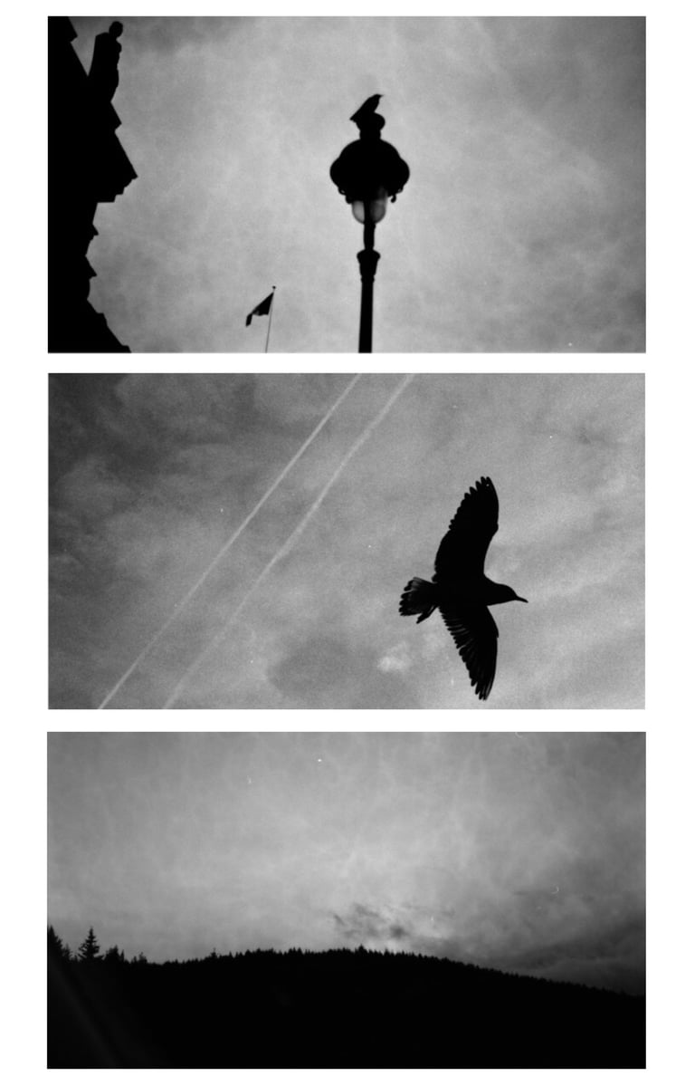 black and white triptych of a bird flying through the sky