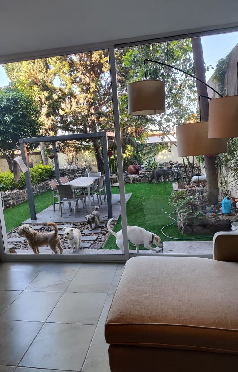 varios perros jugando y conviviendo en guardería canina