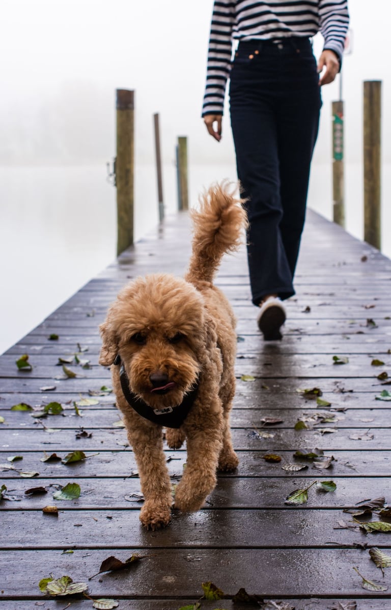 Dog walking in front of owner