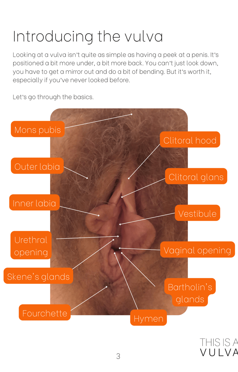 Introducing the vulva. Annotated vulva photo