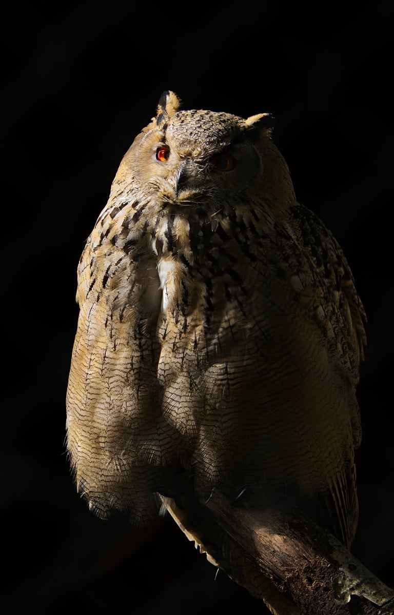 A Eurasian eagle-owl with bright orange eyes perched on a branch against a dark background.