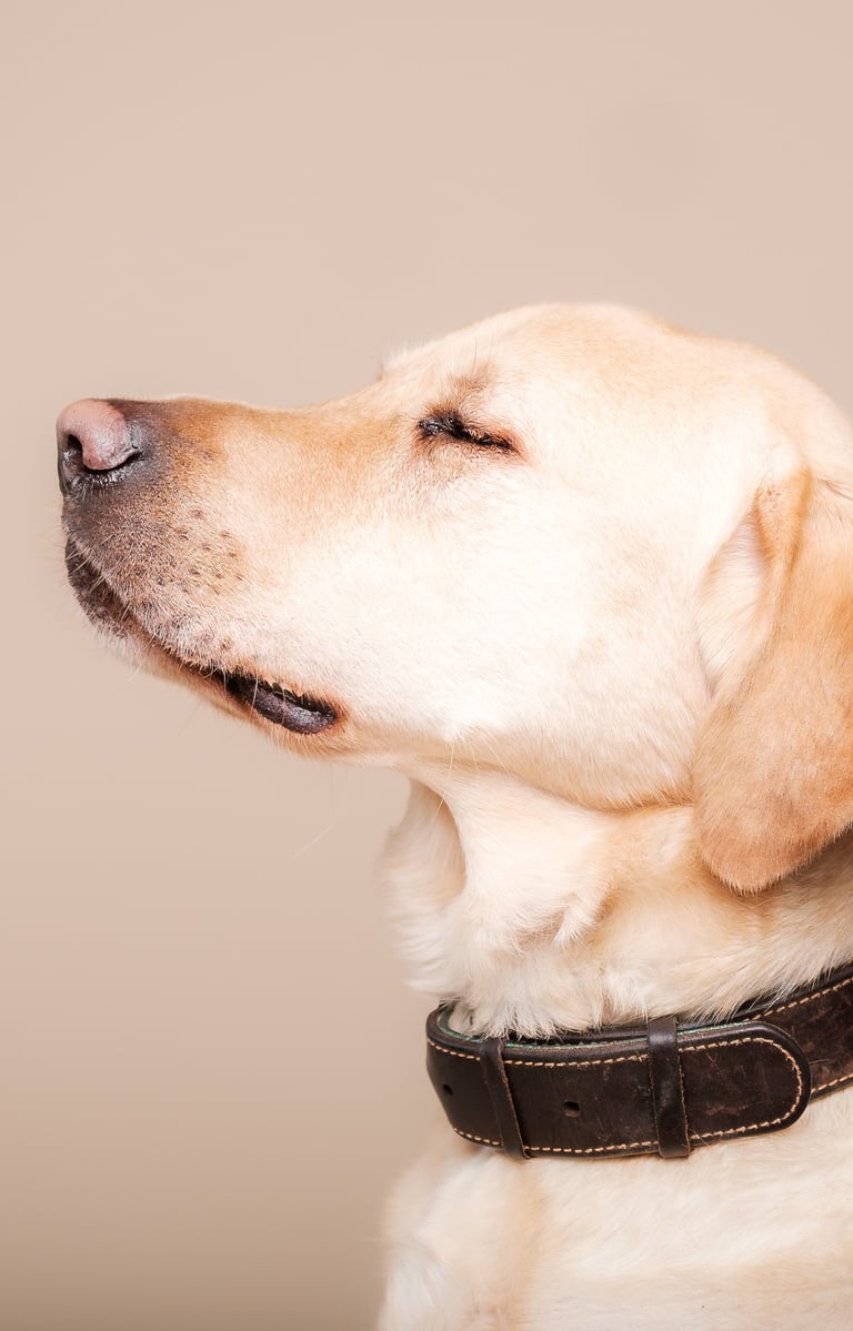 a dog is sitting on a table with a dog