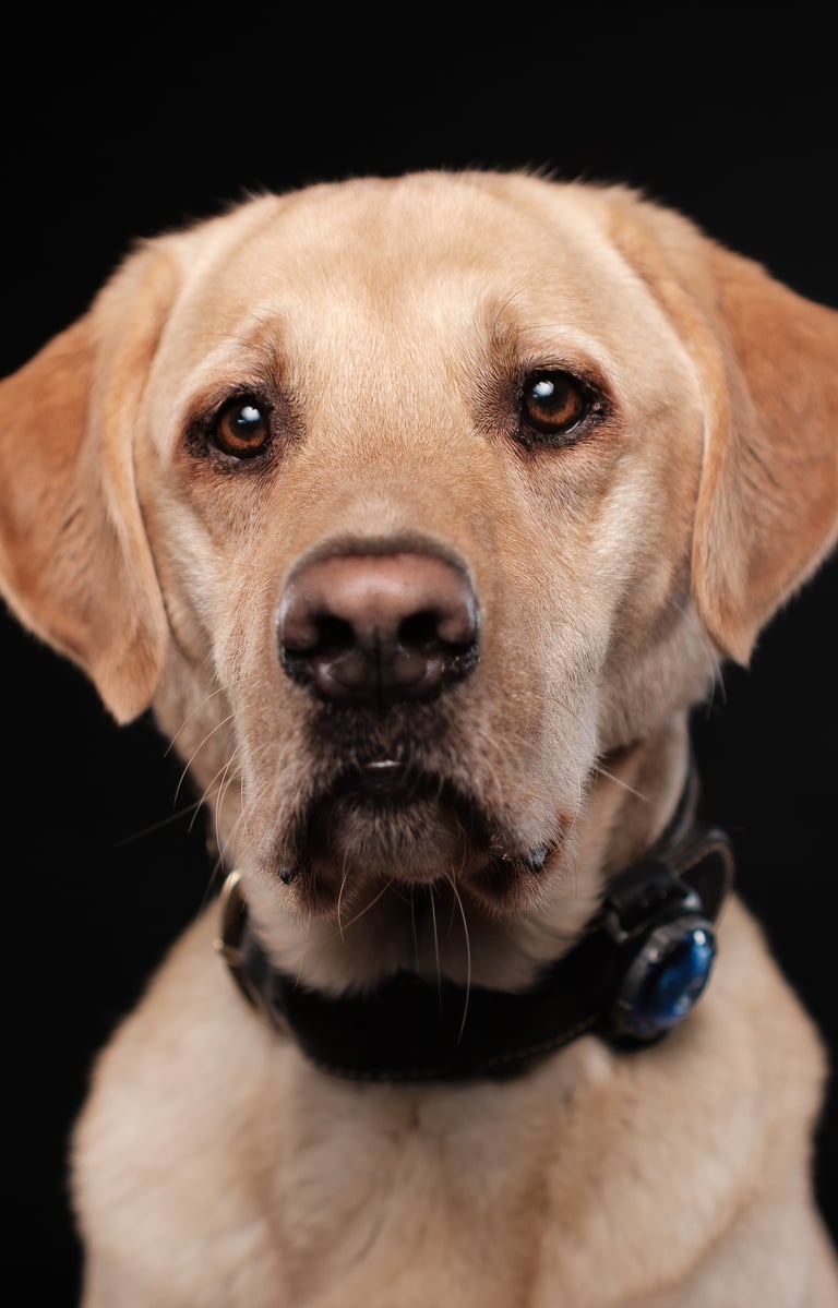 a dog is sitting in front of a black background labrador
