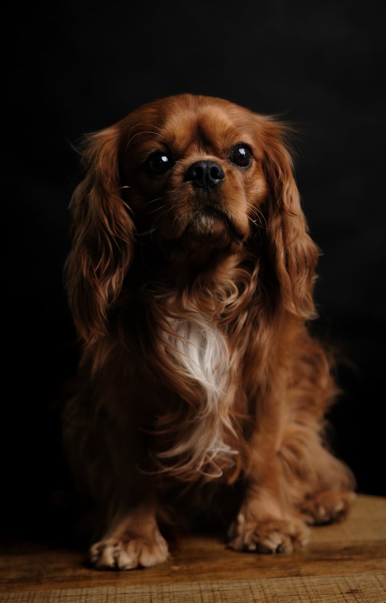 a dog sitting on a table with a black background