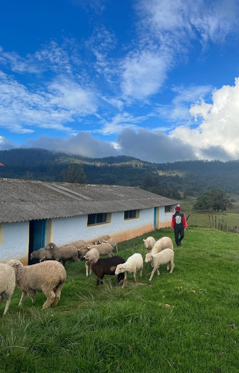 Sheep shed Mannavanur