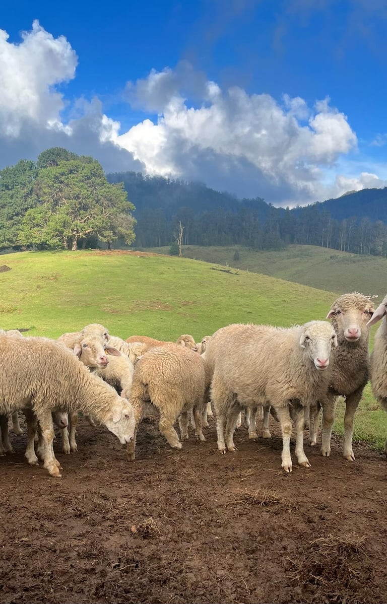 Sheeps at Mannavanur sheep farm gracing