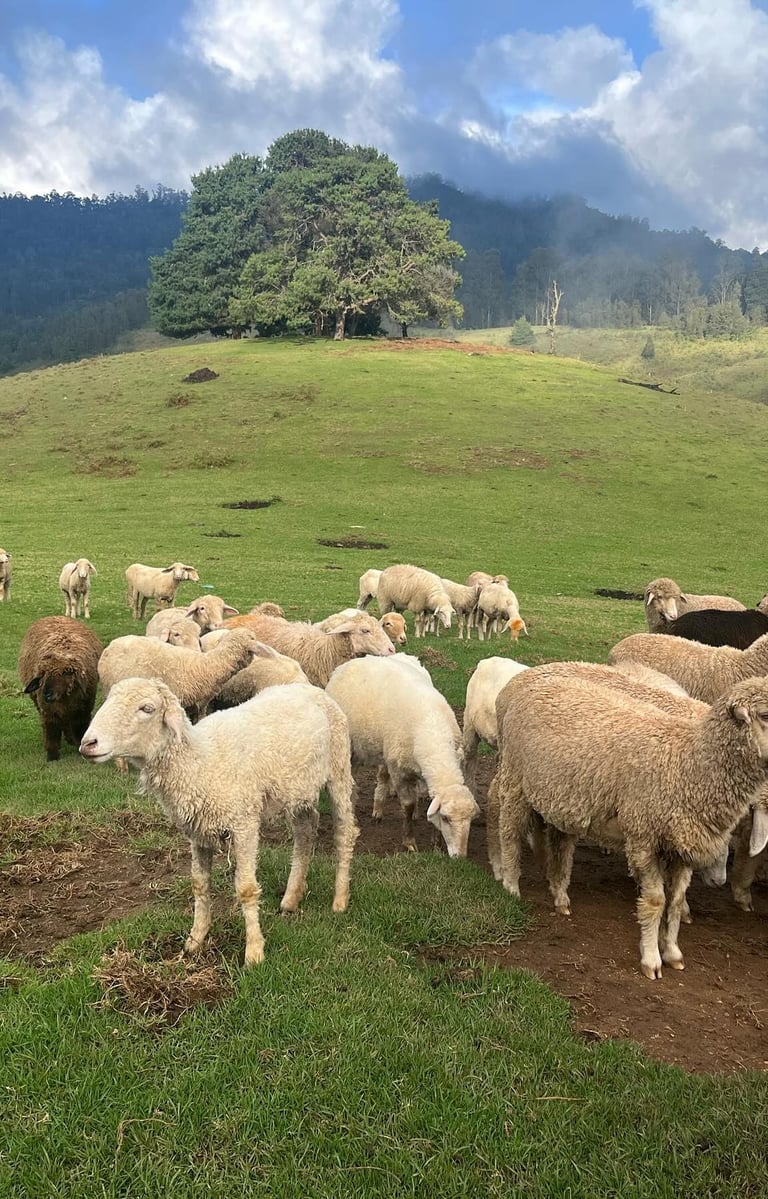 Sheeps gracing in open landscape at Mannavanur