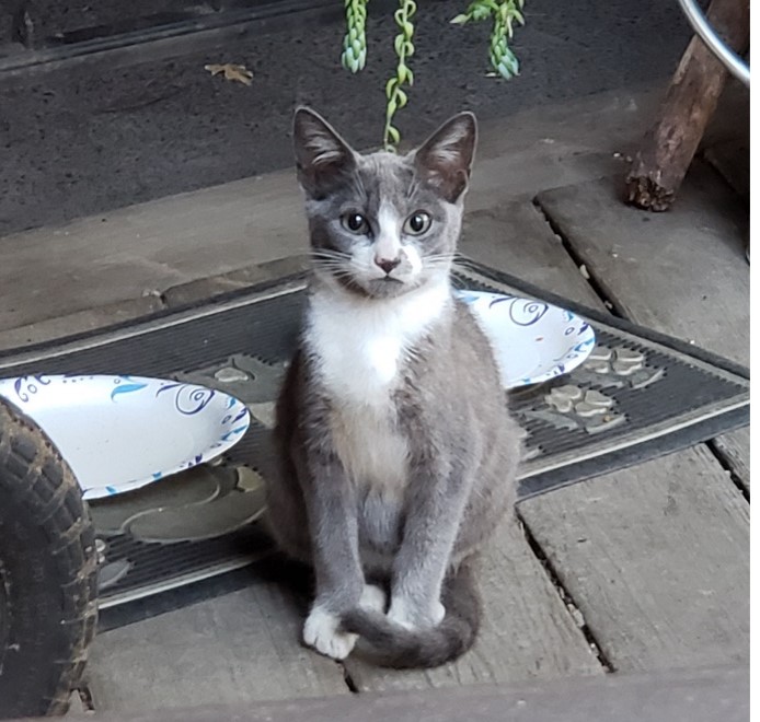 LItter 1: Feral Kitten, we named him JB