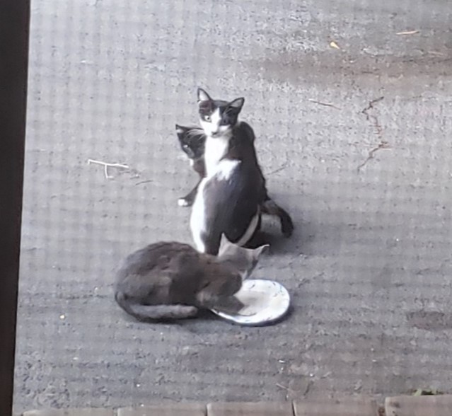 Litter 1: Feral cat and her 2 kittens. We named the mom, Mama Jama