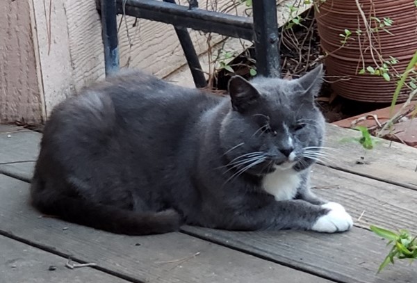 Feral Tom Cat - We named him Squiggles