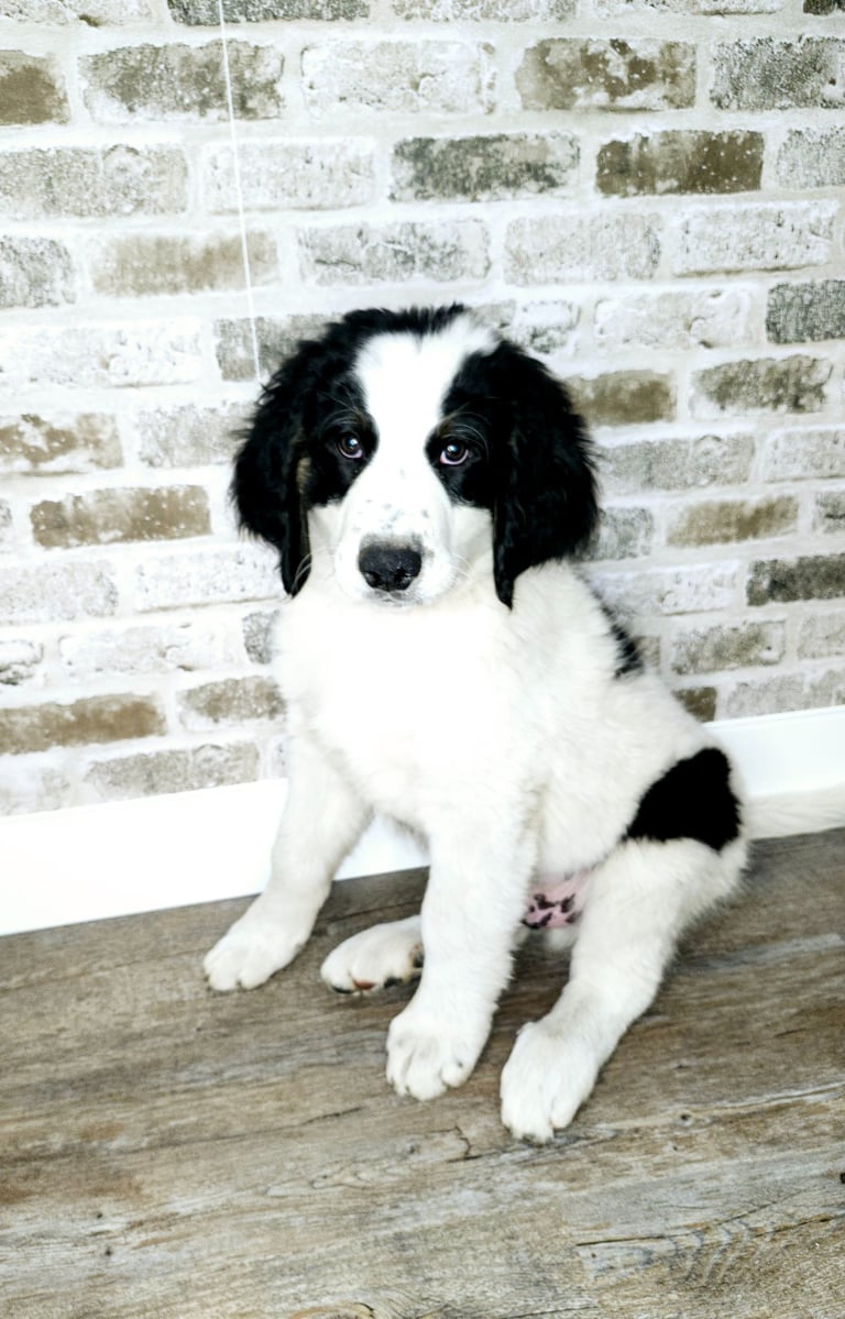 Unfurnished Parti-color Bernedoodle