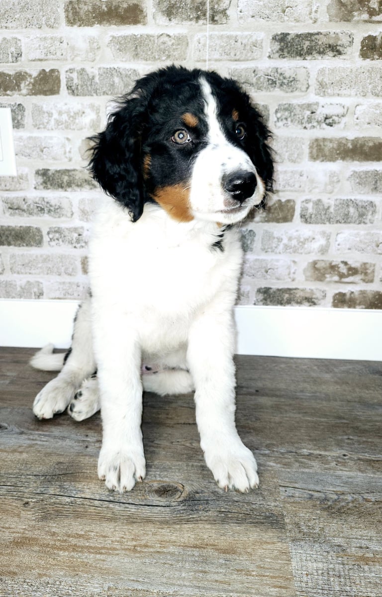 Unfurnished Tri-Color Bernedoodle