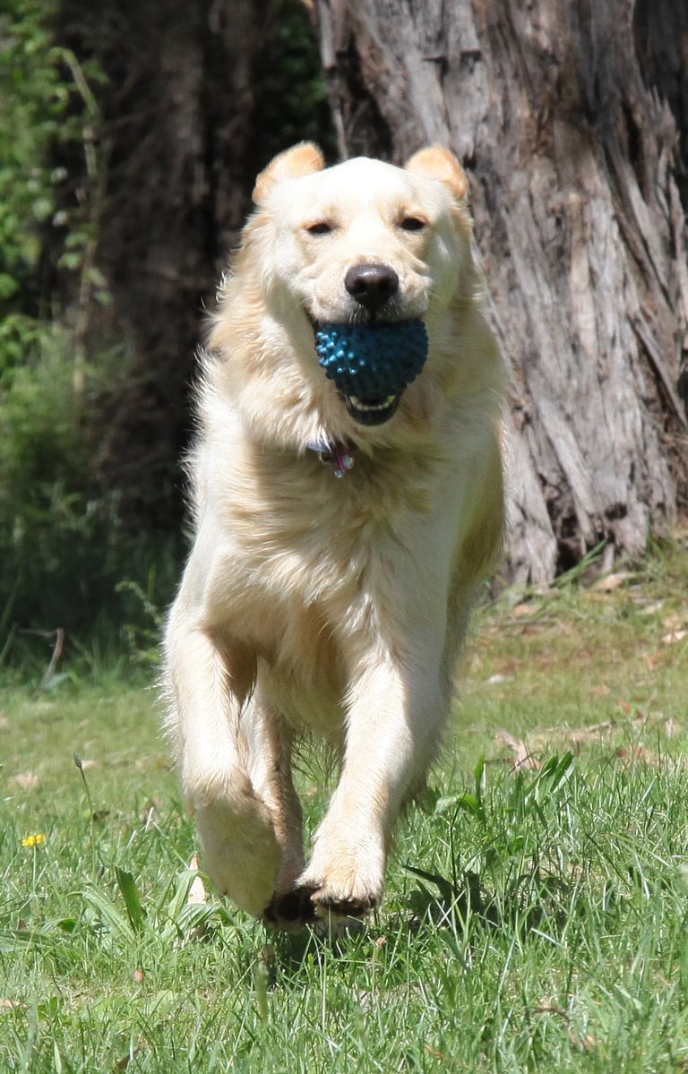 a dog is running through the grass with a ball in its mouth