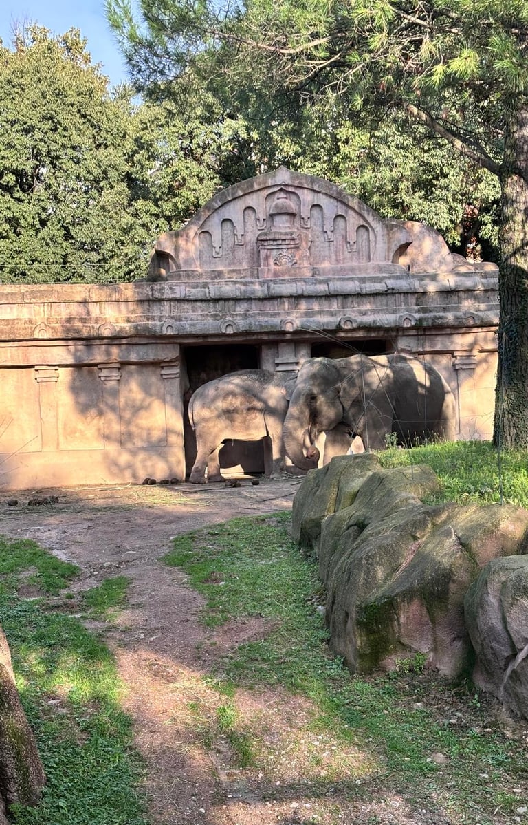 Elephants at Faunistic Park Le Cornelle