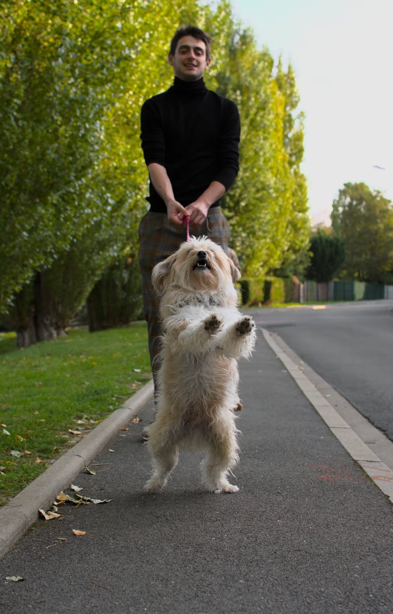 Un petit chien en promenade avec son maître
