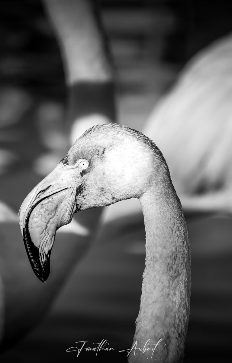 a flamingo bird with a black and white photo in camargue